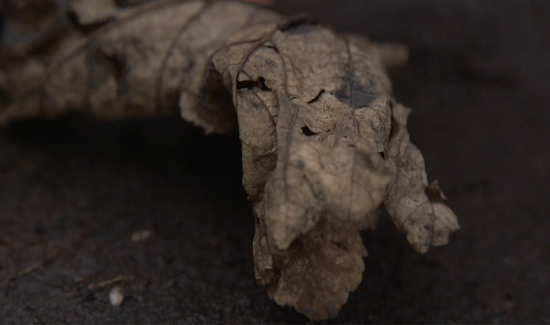 Pilgrimage-3_1100x650